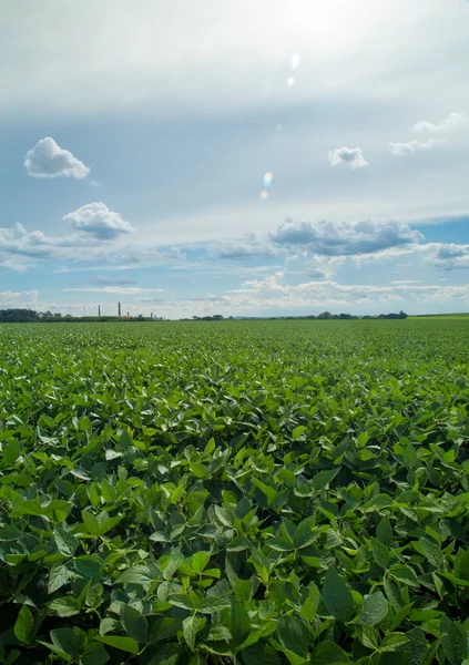 Soya ekimi alanı günbatımı 