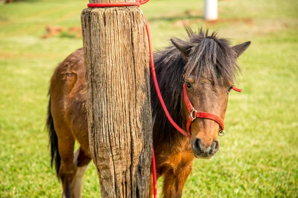 Pony pastviny přírodní kůň — Stock fotografie