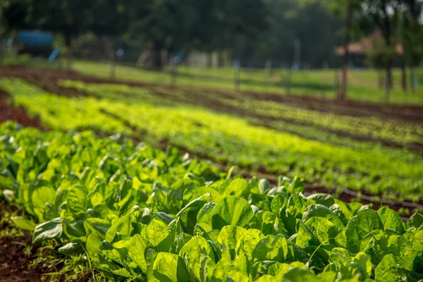 Салат плантація польовий овоч — стокове фото