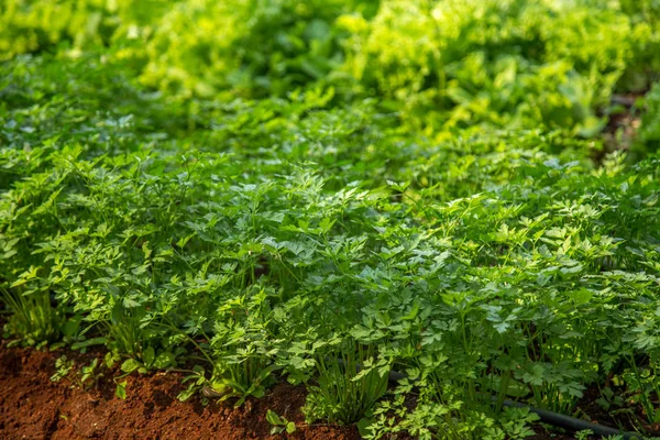 Laitue plantation champ légume — Photo