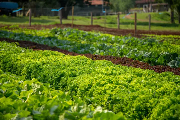 Sla plantage veld plantaardige — Stockfoto