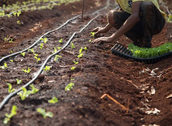 cultive marul işçi kırsal