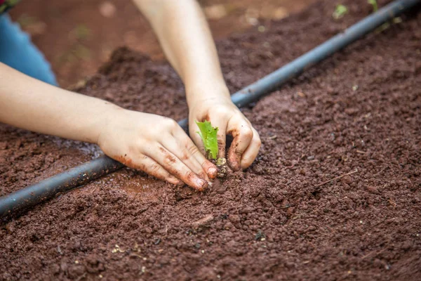 cultive marul işçi kırsal