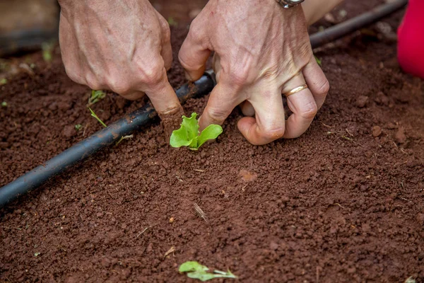 cultive marul işçi kırsal