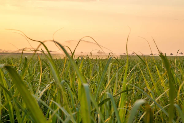 şeker kamışı günbatımı saç ekimi