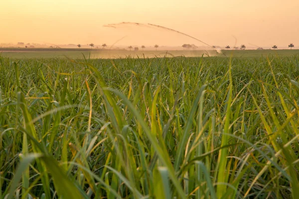 Sugar cane sunset plantation — Stock Photo, Image