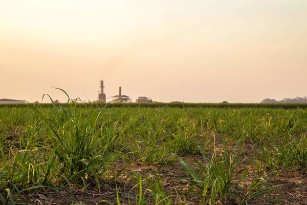 şeker kamışı günbatımı saç ekimi