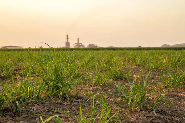 şeker kamışı günbatımı saç ekimi