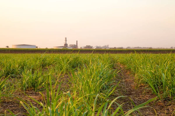 şeker kamışı günbatımı saç ekimi