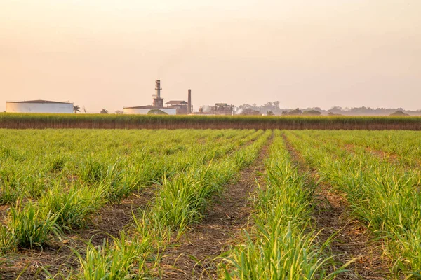 şeker kamışı günbatımı saç ekimi