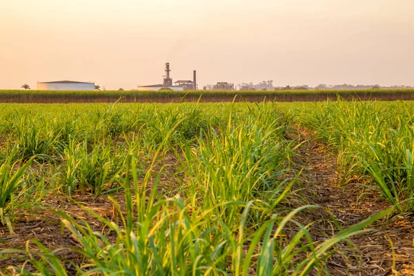 şeker kamışı günbatımı saç ekimi