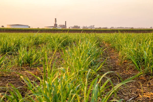 şeker kamışı günbatımı saç ekimi
