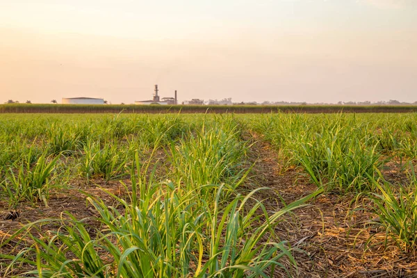 şeker kamışı günbatımı saç ekimi