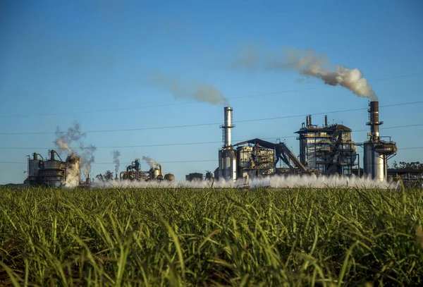 Suikerriet industrie plantage — Stockfoto