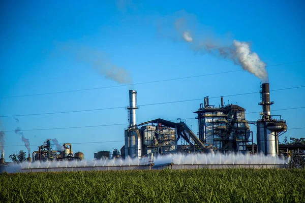 şeker kamışı sanayi plantasyon