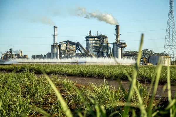 Plantación de caña de azúcar — Foto de Stock