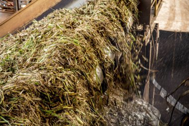 şeker kamışı satır sanayi