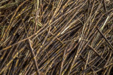 şeker kamışı satır sanayi