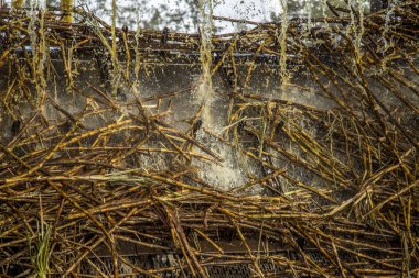 şeker kamışı satır sanayi