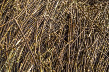 şeker kamışı satır sanayi