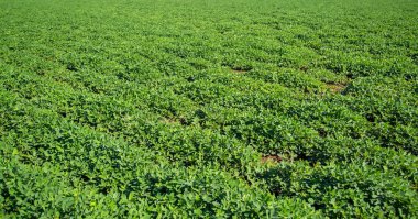 Fıstık alan plantasyon