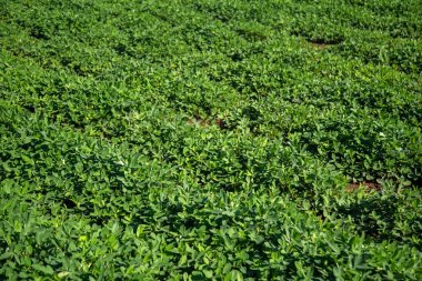 Fıstık alan plantasyon