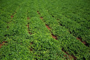 Fıstık alan plantasyon