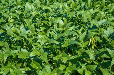 soya alan plantasyon