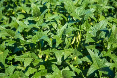 soya alan plantasyon