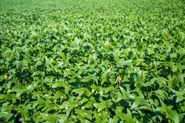 soya alan plantasyon