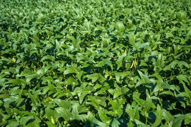 soya alan plantasyon