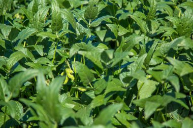 soya alan plantasyon