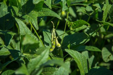 soya alan plantasyon