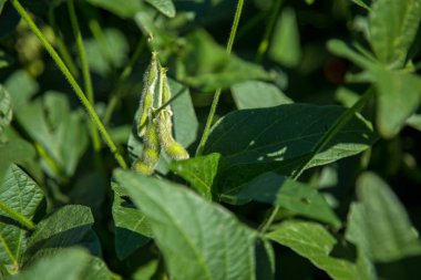 soya alan plantasyon