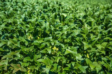 soya alan plantasyon