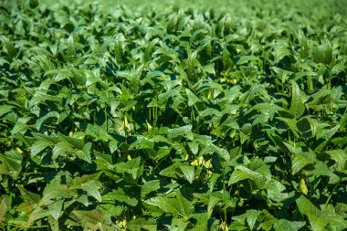 soya alan plantasyon