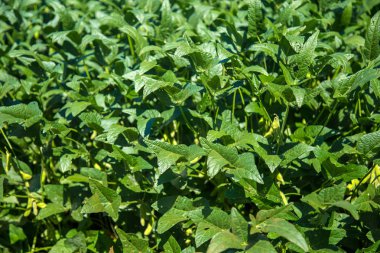 soya alan plantasyon