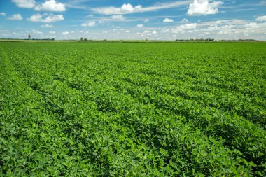 Fıstık alan plantasyon