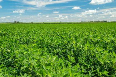 Fıstık alan plantasyon