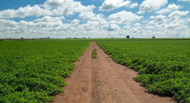 Fıstık alan plantasyon