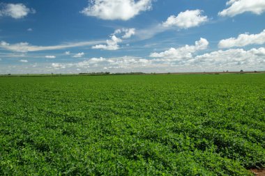 Fıstık alan plantasyon