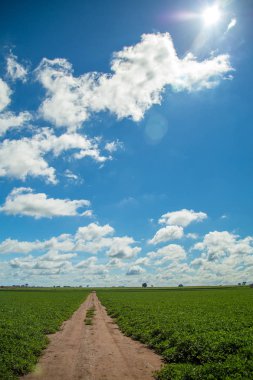 Fıstık alan plantasyon