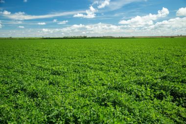 Fıstık alan plantasyon