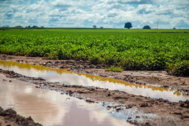 Fıstık alan plantasyon