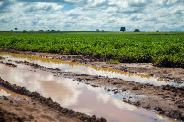 Fıstık alan plantasyon