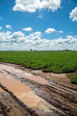 Fıstık alan plantasyon