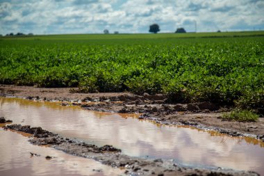 Fıstık alan plantasyon
