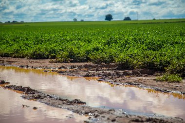 Fıstık alan plantasyon