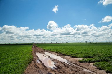 Fıstık alan plantasyon