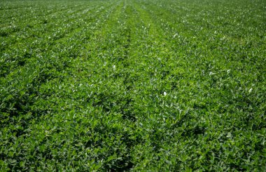 Fıstık alan plantasyon